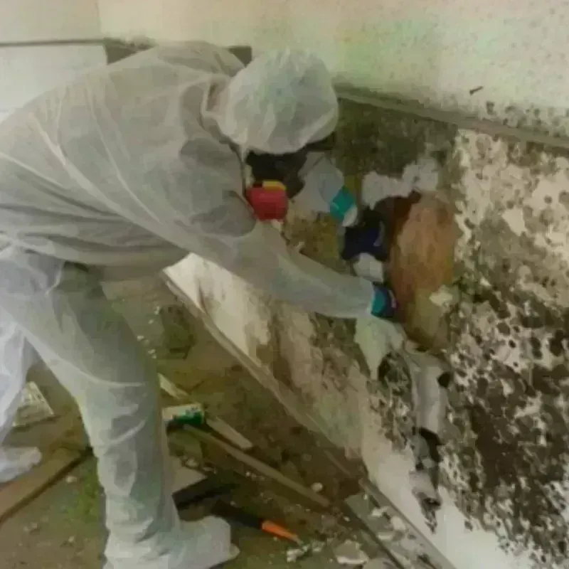 Mold Remediation and Removal in Poseyville, IN